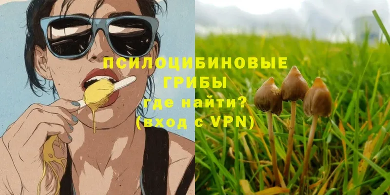 Псилоцибиновые грибы Psilocybe  ОМГ ОМГ как войти  Медынь 